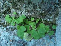 Sivun Saxifraga sibirica L. kuva