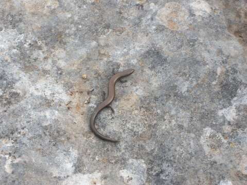 Image of Rüppell's snake-eyed skink