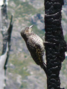 Image of Chilean Flicker