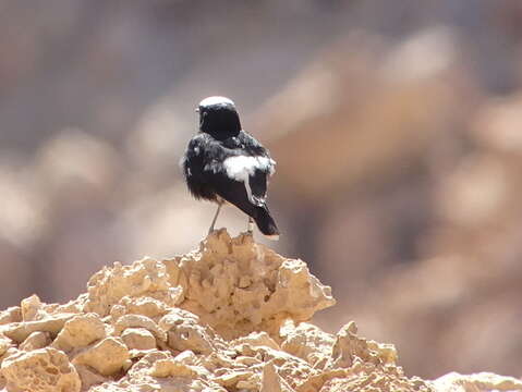 Image of White-crowned Black Wheatear