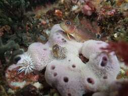 Image of Cunningham&#39;s triplefin