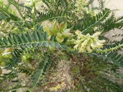 Image of Pomona milkvetch