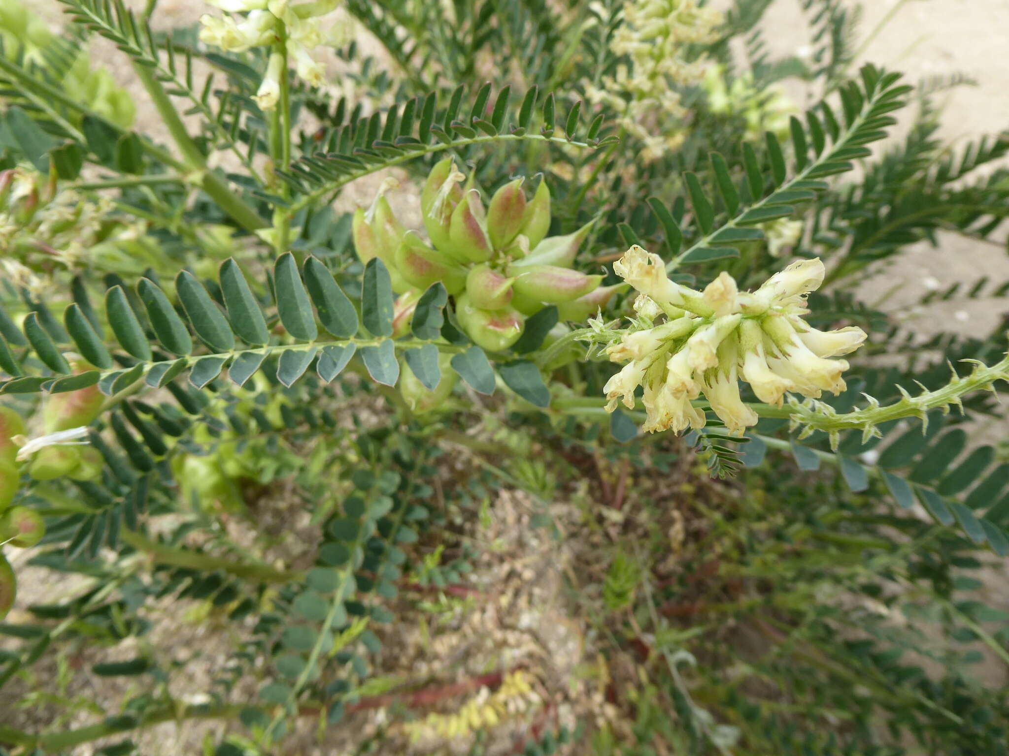 Image of Pomona milkvetch