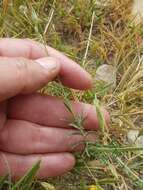 Image de Crupina crupinastrum (Moris) Vis.