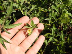 Plancia ëd Oenothera indecora Camb.