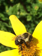 Image of Common Eastern Bumblebee