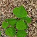 Image of Mucuna bracteata DC.