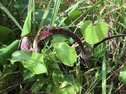 Image de Aristolochia ringens Vahl