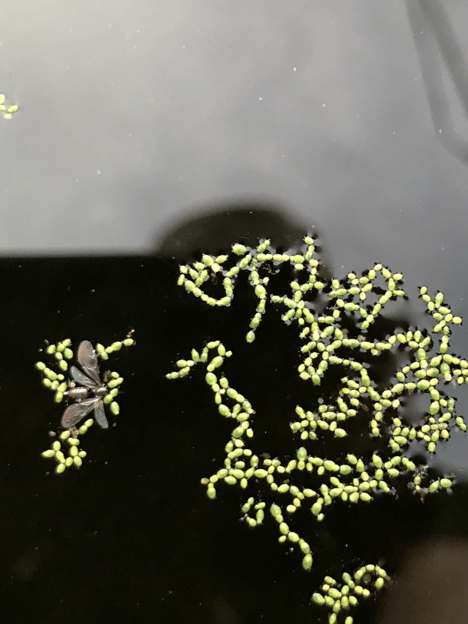 Image of Brazilian water meal