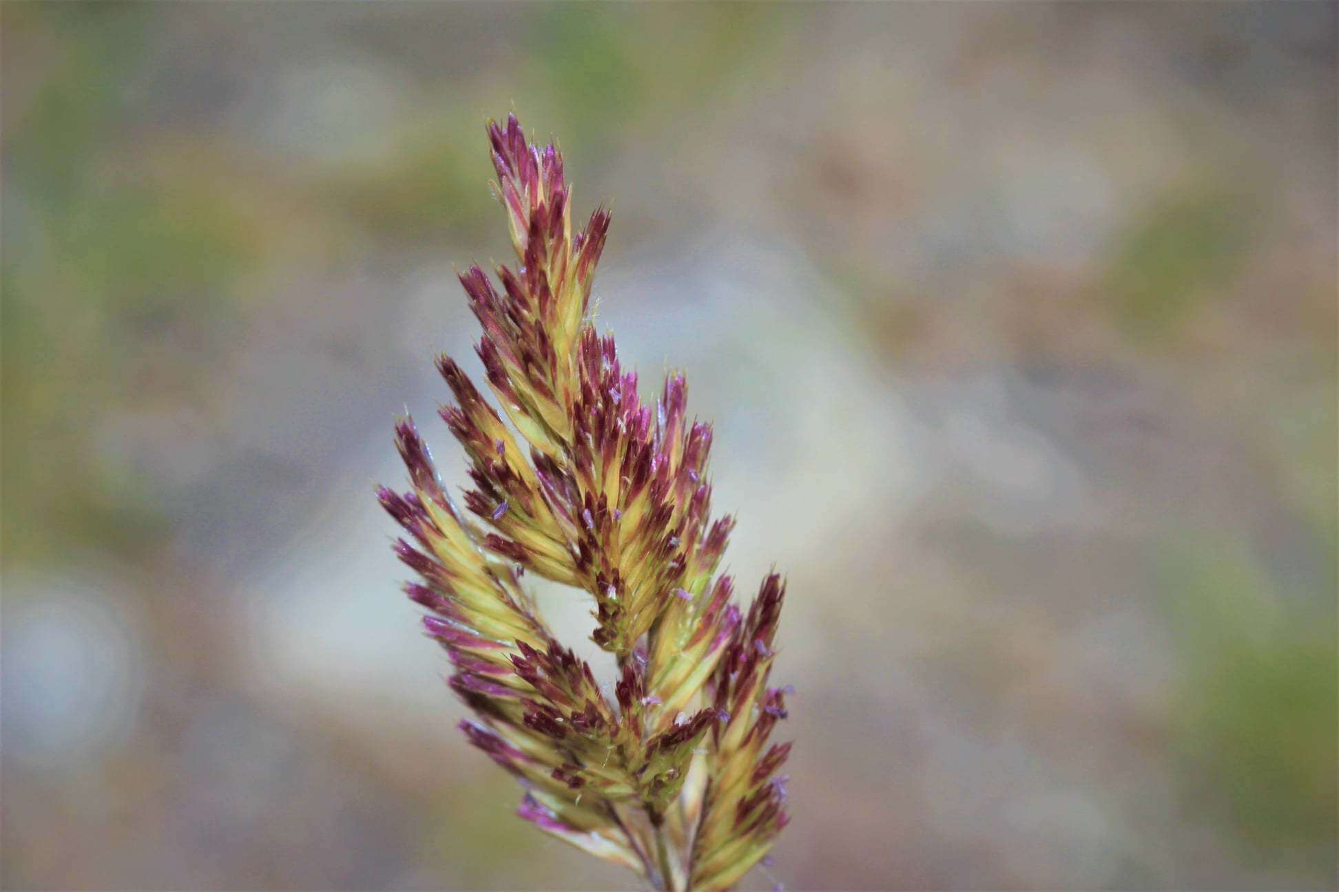 Image of shortleaf woollygrass