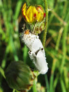 Image of <i>Coscinia chrysocephala</i>