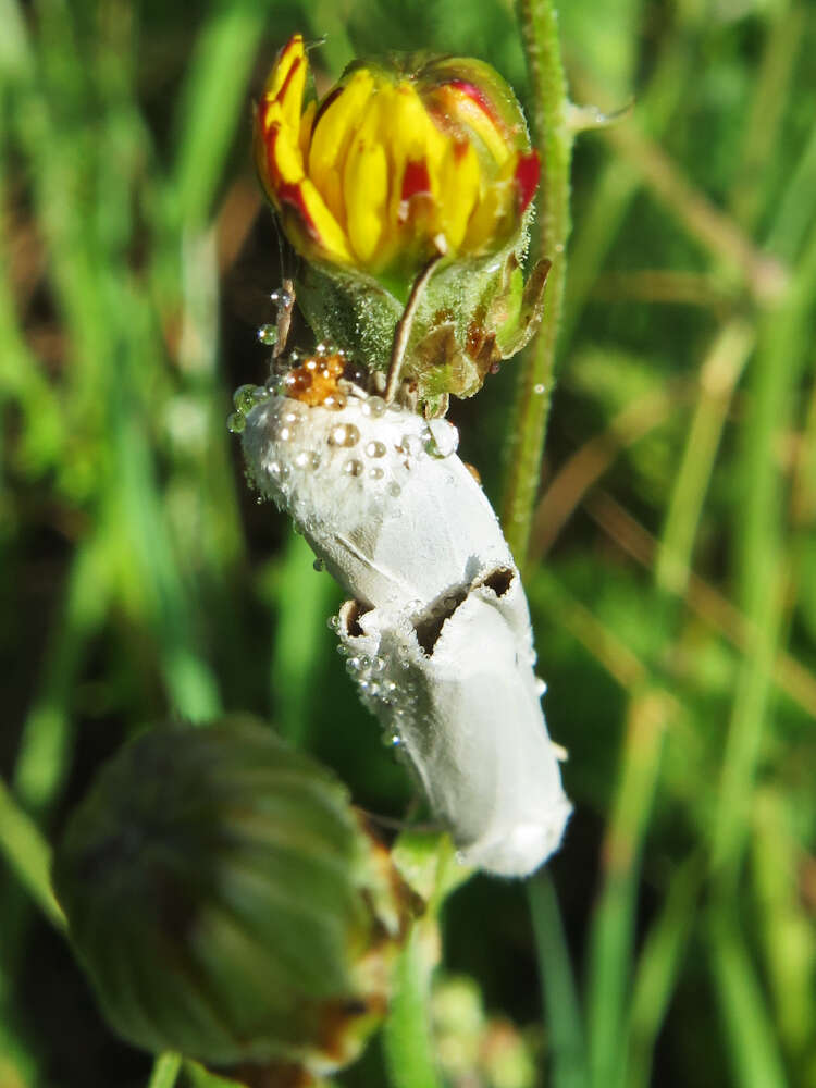 Image of <i>Coscinia chrysocephala</i>