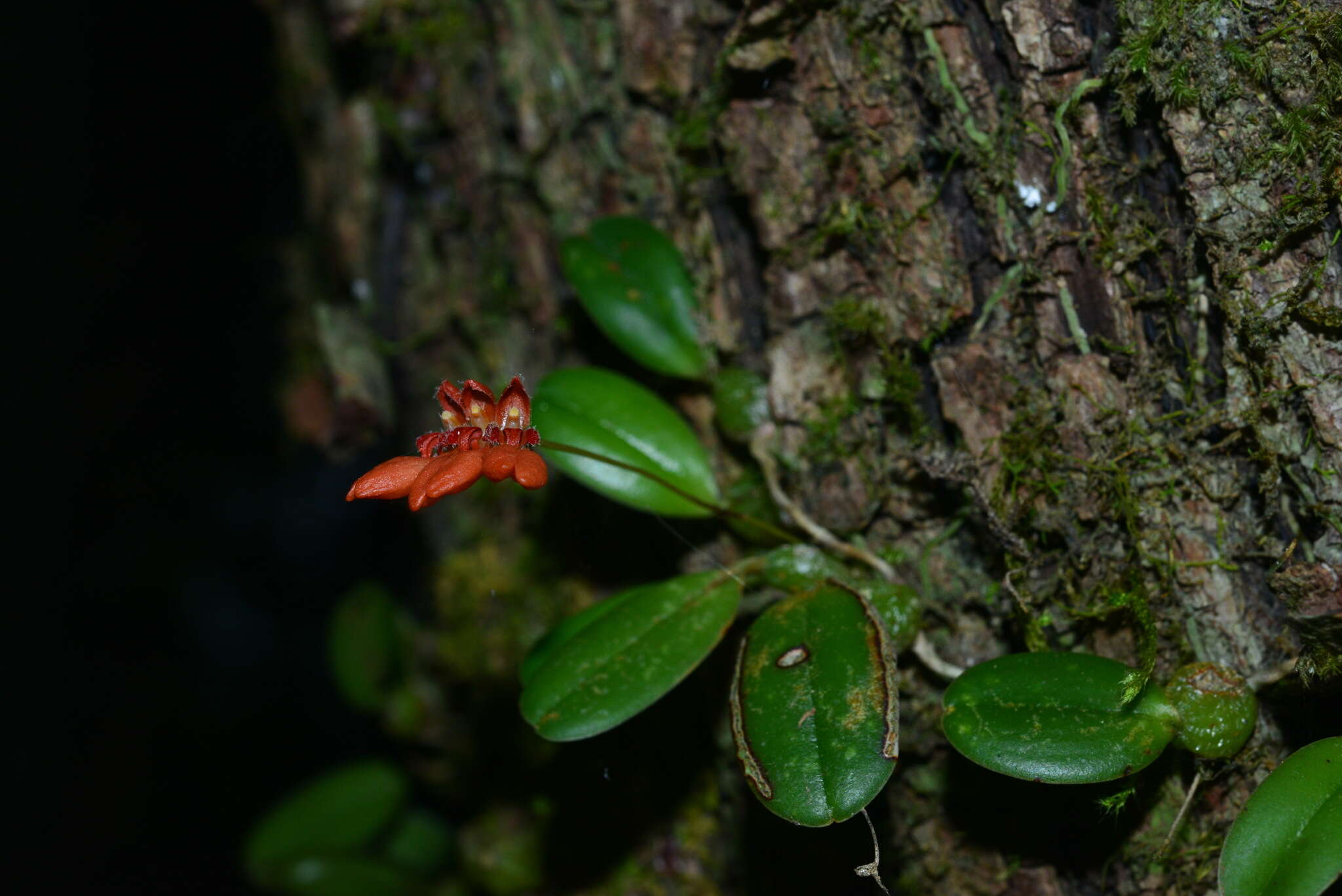 Image de Bulbophyllum albociliatum (Tang S. Liu & H. Y. Su) K. Nakaj.