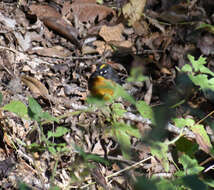 Image of Fan-tailed Warbler