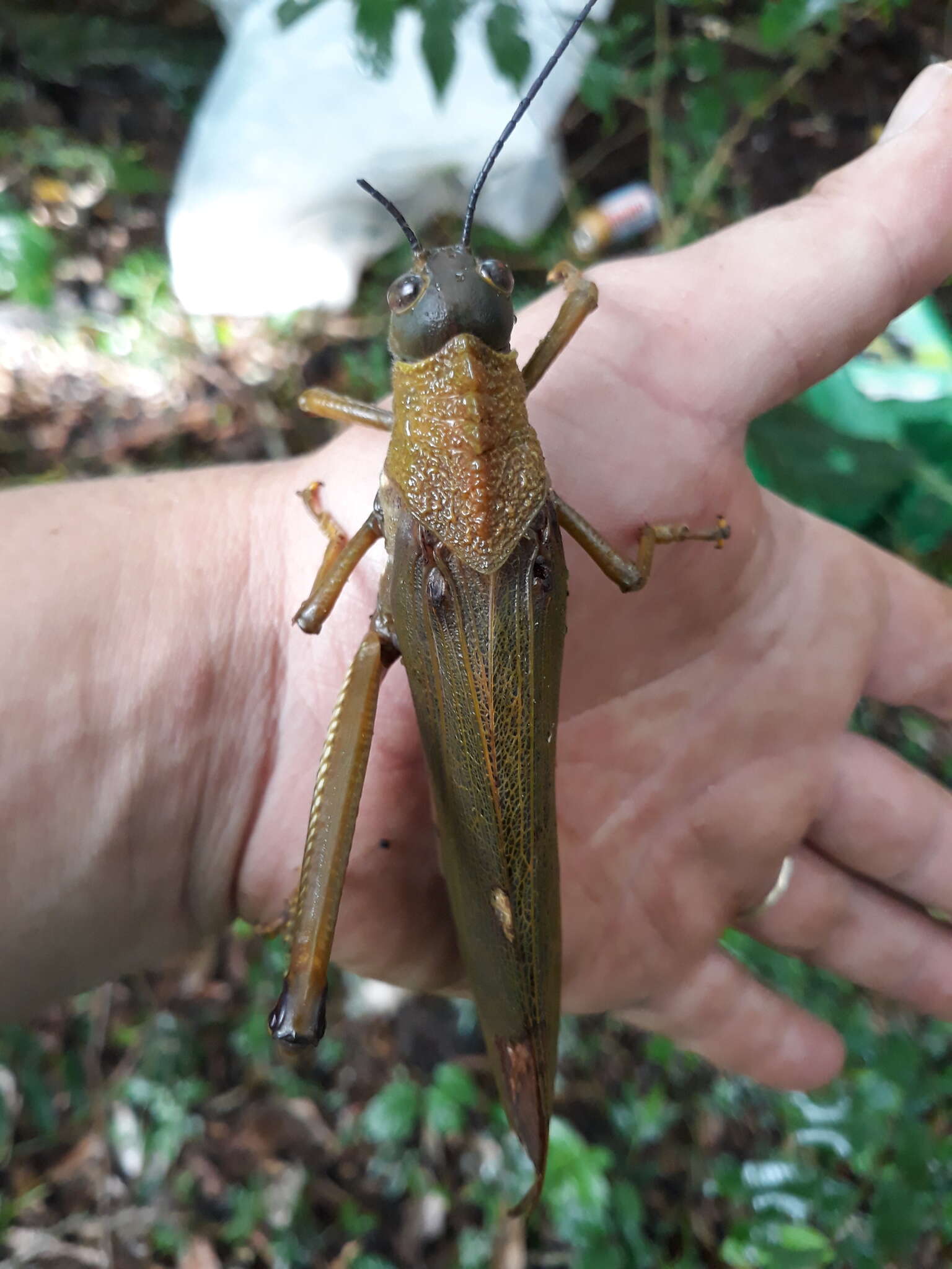 Image of Tropidacris cristata grandis (Thunberg 1824)