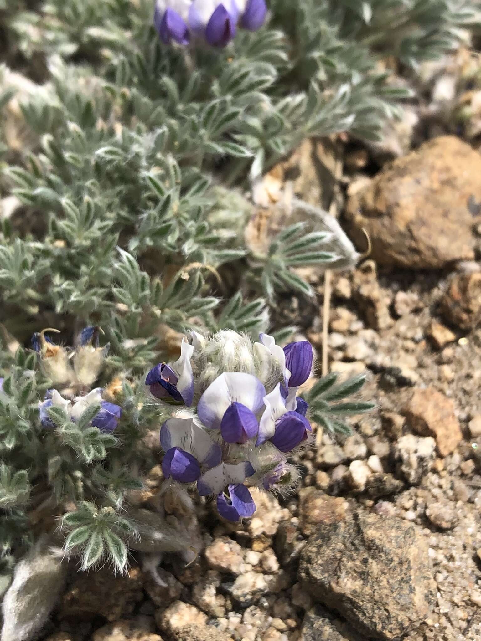 Image de Lupinus breweri var. bryoides C. P. Sm.