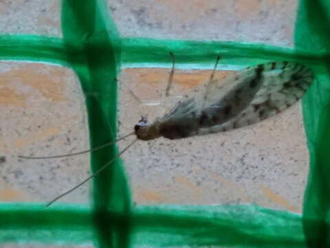 Image of Brown lacewing