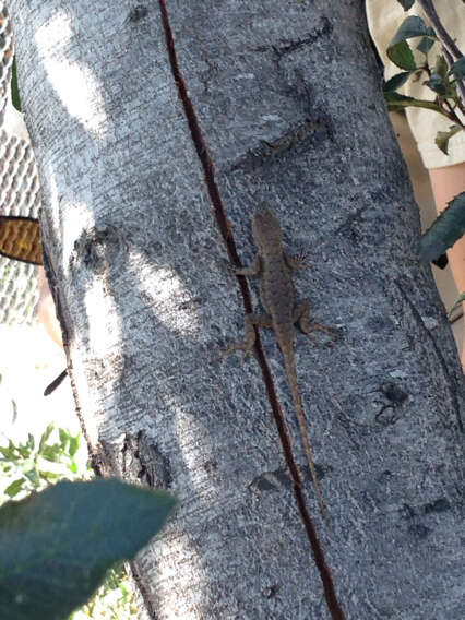 Sceloporus occidentalis longipes Baird 1858 resmi