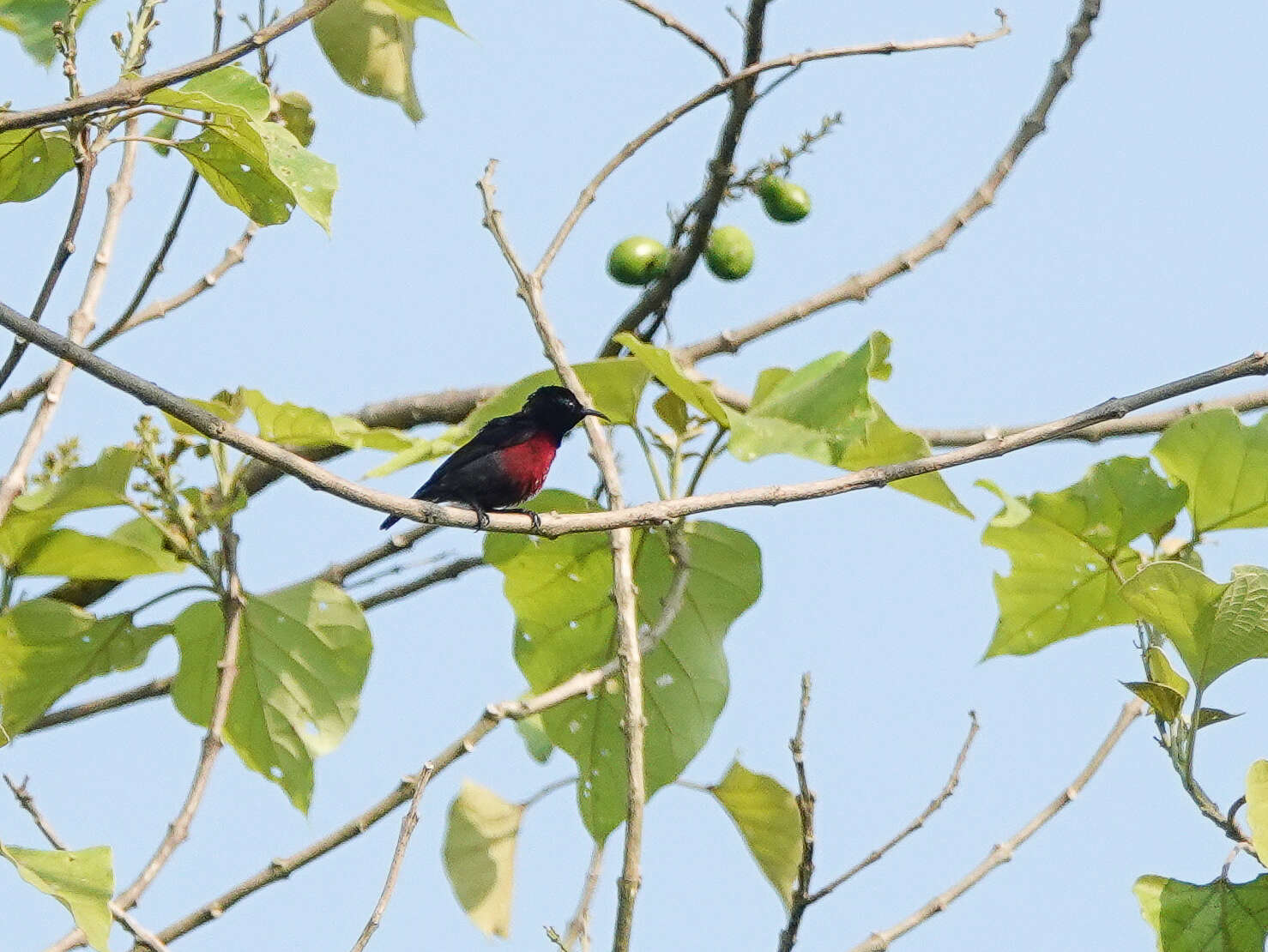 Image of Van Hasselt's Sunbird
