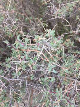 Image of desert snowberry