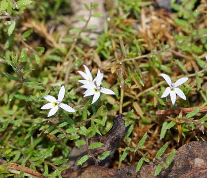 Image of Isotoma tridens (E. Wimm.) Lammers