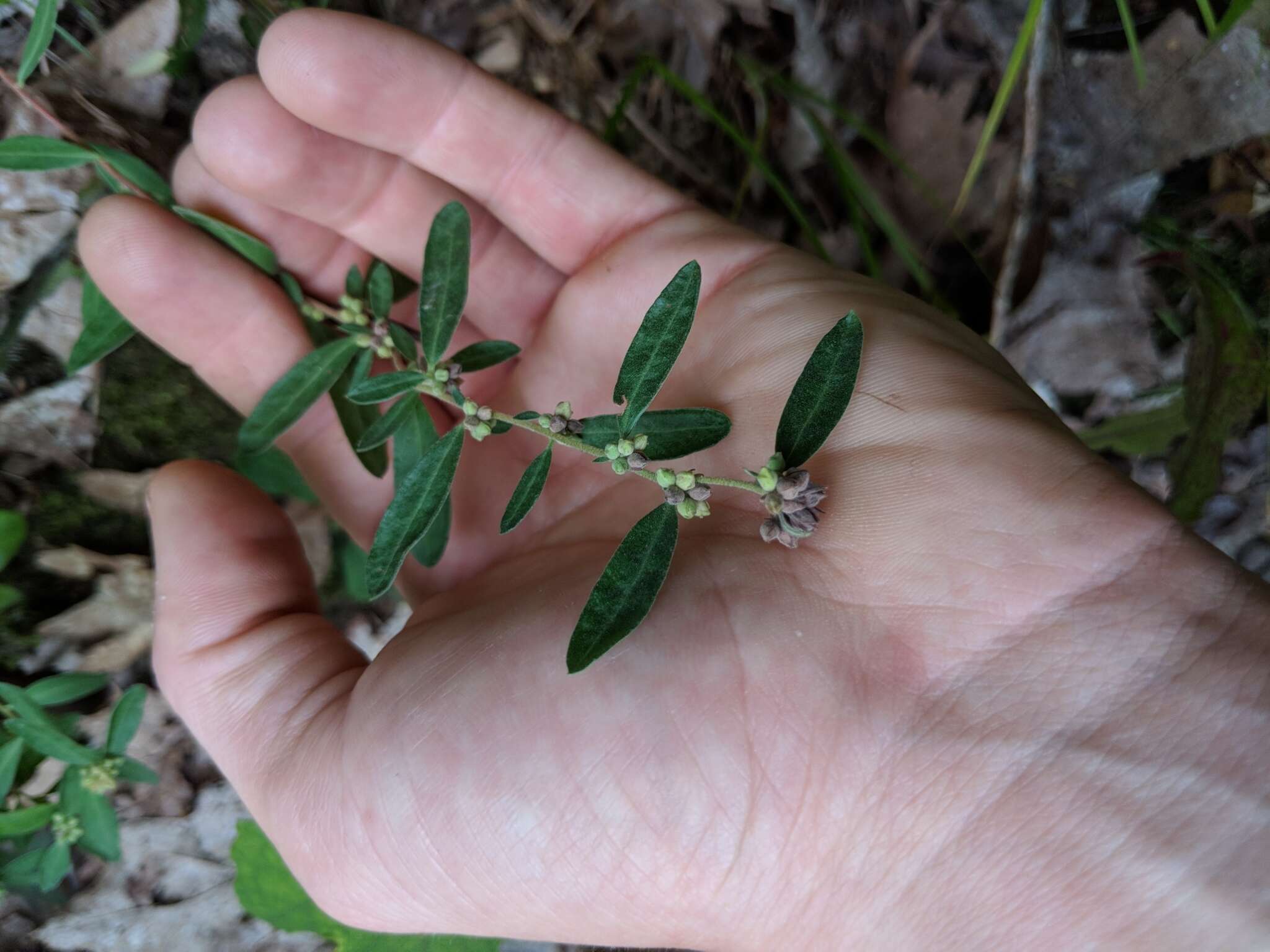 Image of hoary frostweed