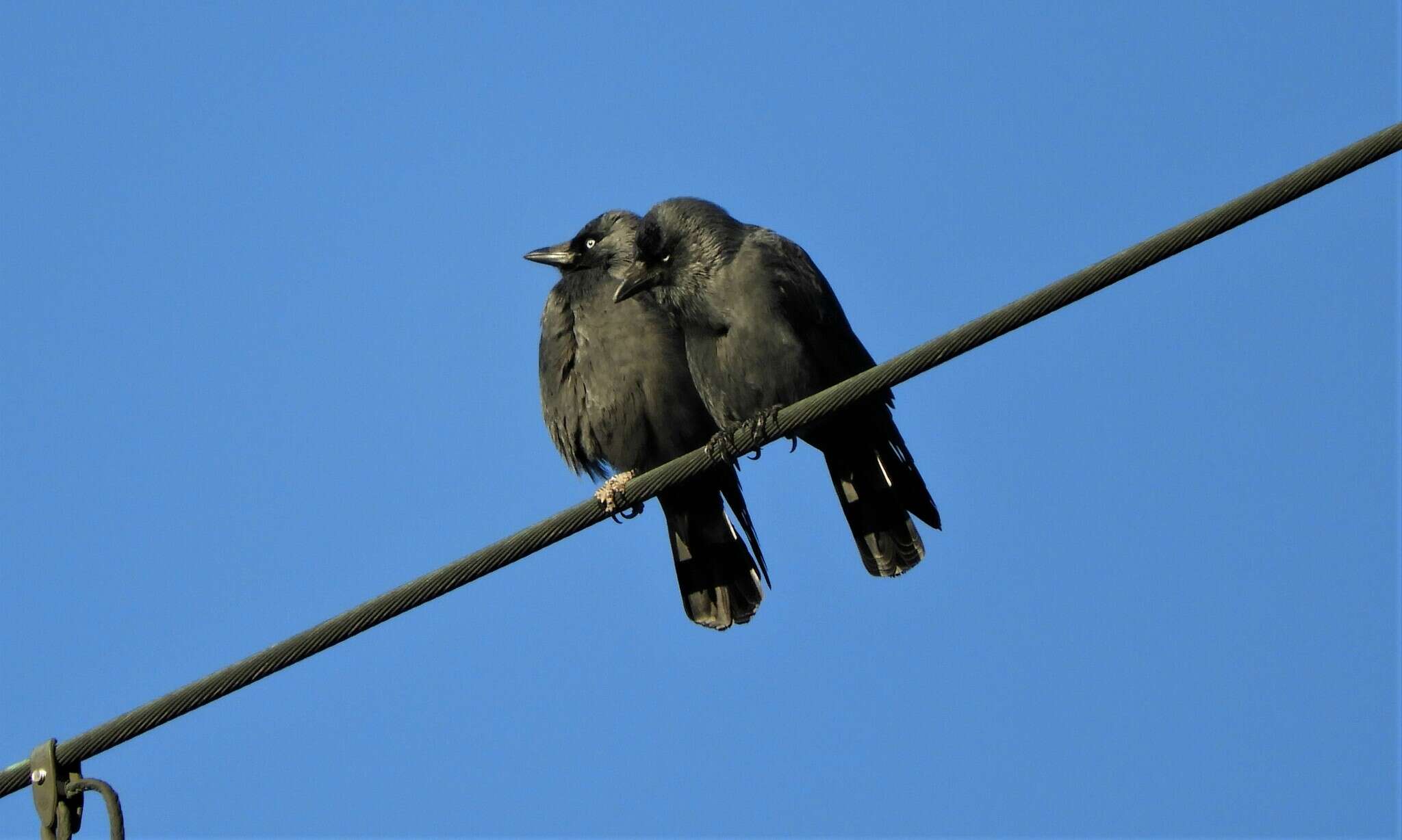 Image of <i>Corvus monedula spermologus</i>