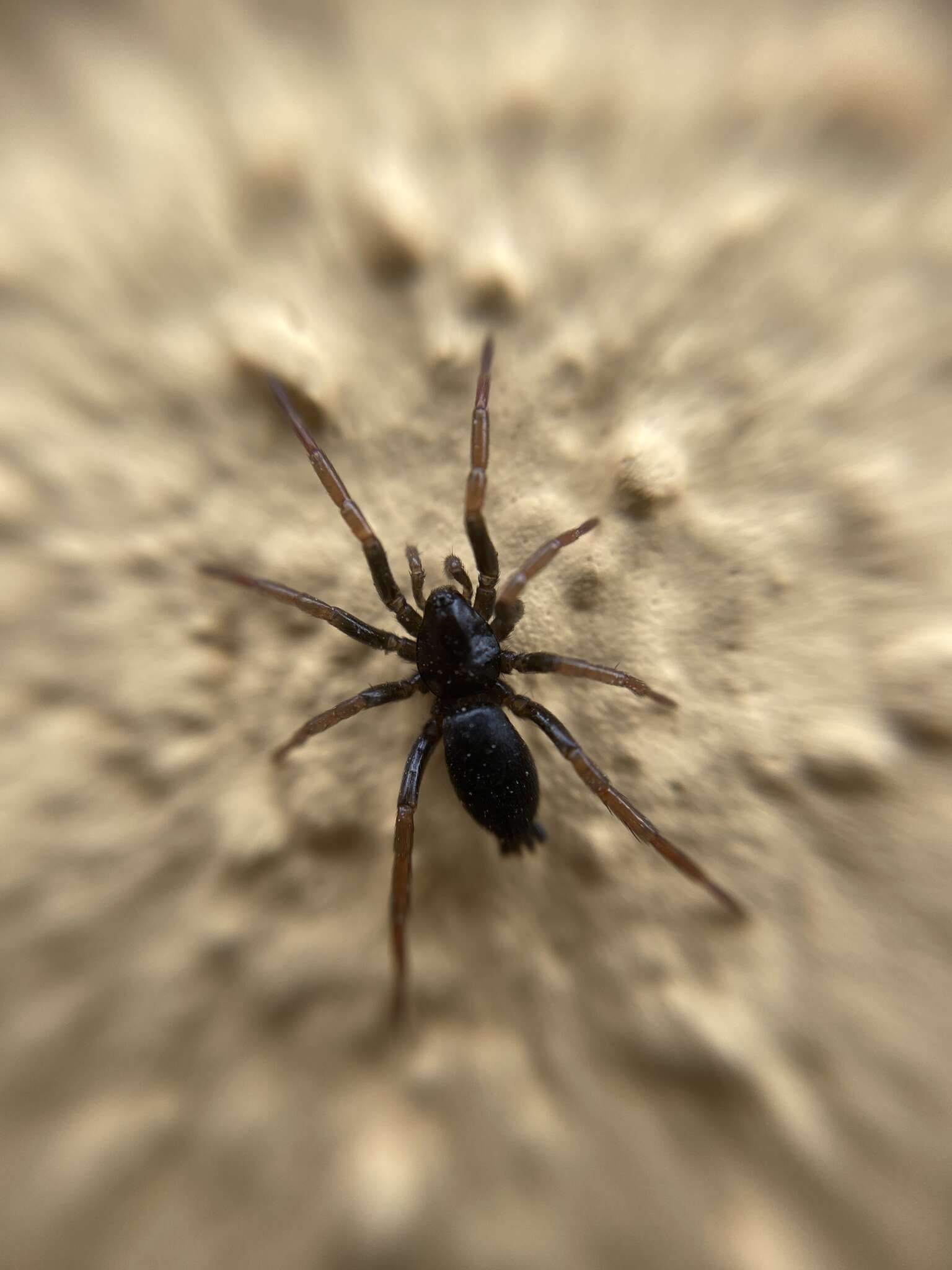 Image of Yellow-legged Zipper Spider