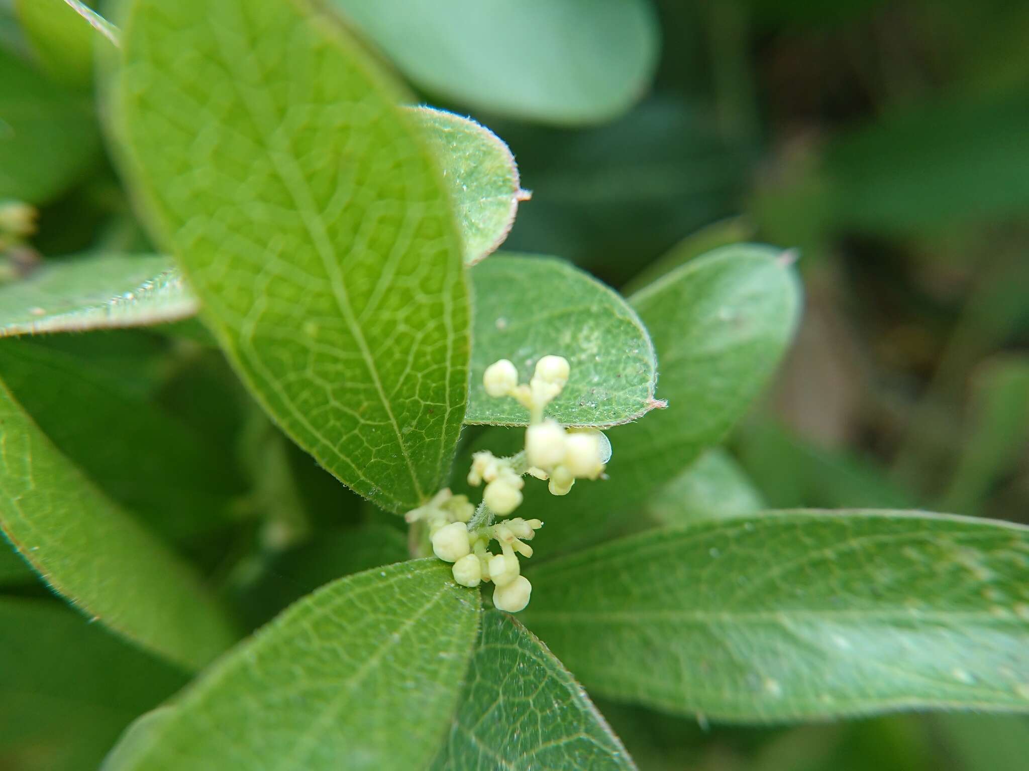 Image of queen coralbead