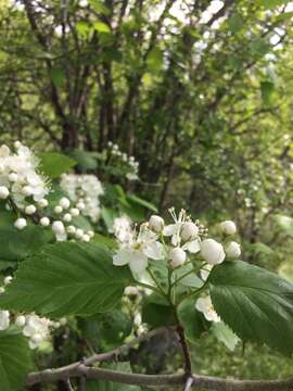 Crataegus brainerdii Sarg. resmi