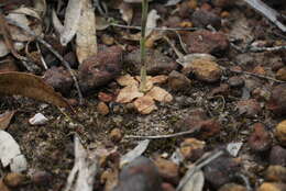 Image of Pterostylis ciliata M. A. Clem. & D. L. Jones