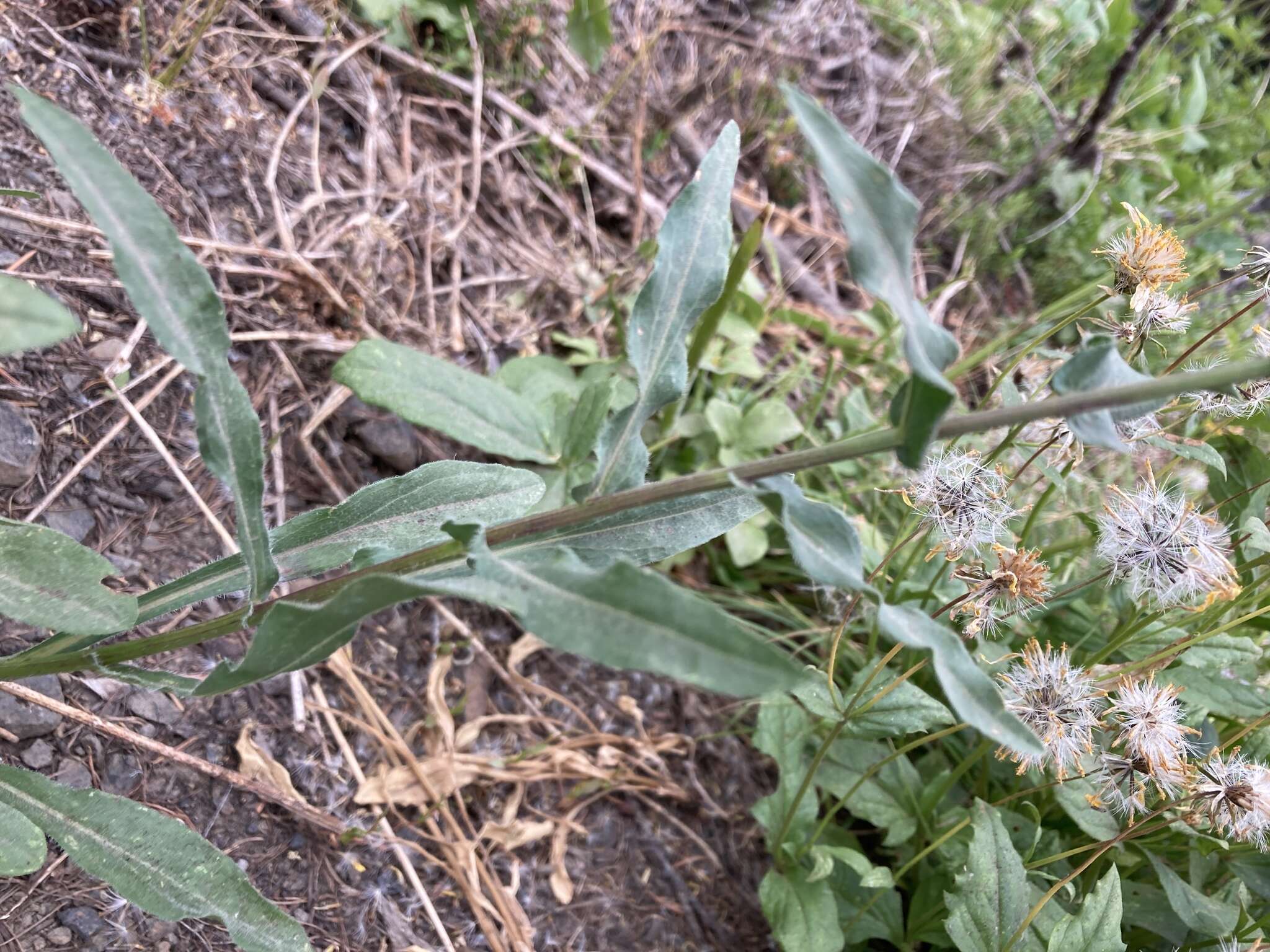 Image of threenerve fleabane