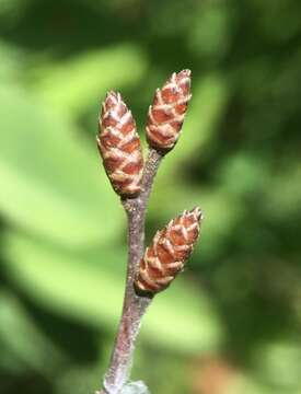 Myrica hartwegii S. Wats. resmi