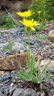 Agoseris glauca var. dasycephala (Torr. & A. Gray) Jepson resmi