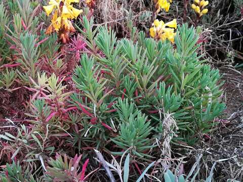 Image of herbaceous seepweed