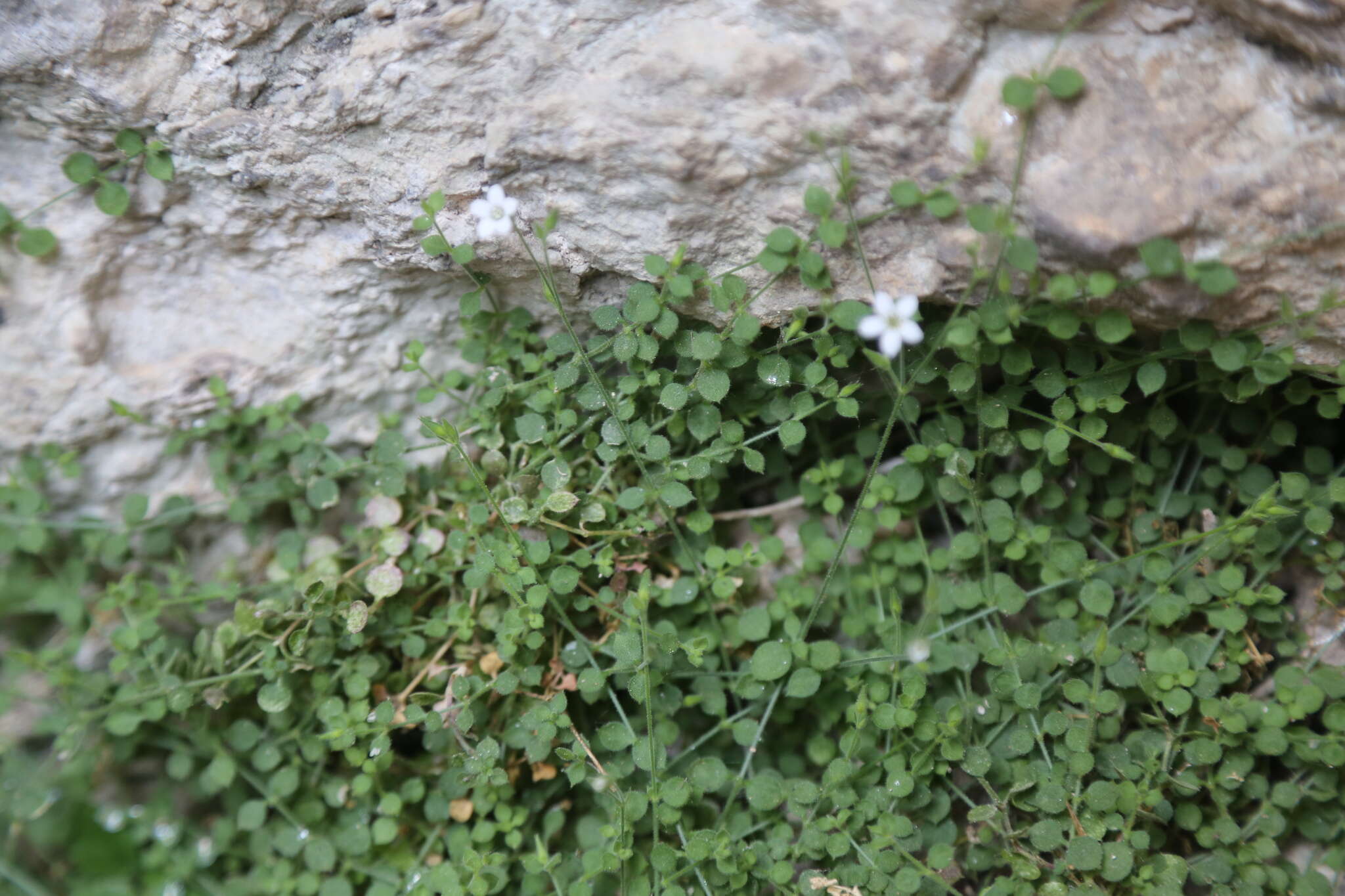 Image de Arenaria orbicularis Vis.