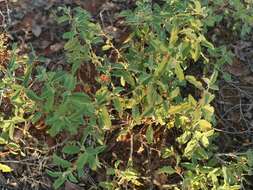 Image of Solanum catombelense Peyr.