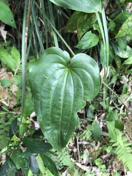 Image of Stemona tuberosa Lour.