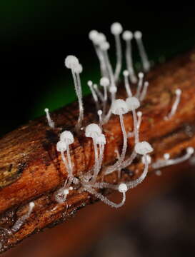 Image of Mycena albidocapillaris Grgur. & T. W. May 1997