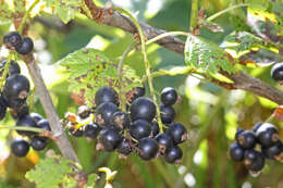 Image of western black currant