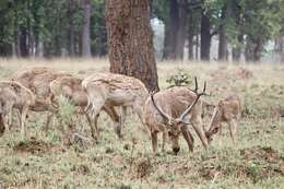 Image de Rucervus duvaucelii branderi Pocock 1943