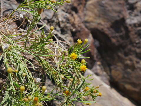 Image of Pulicaria glutinosa (Boiss.) Jaub. & Spach