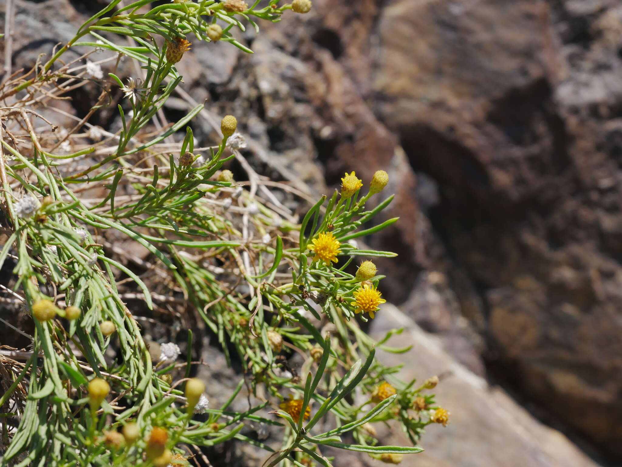 Image of Pulicaria glutinosa (Boiss.) Jaub. & Spach