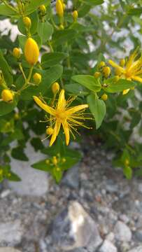 Image of Hypericum hircinum subsp. hircinum