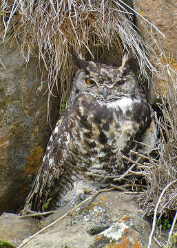 Image of Cape Eagle Owl