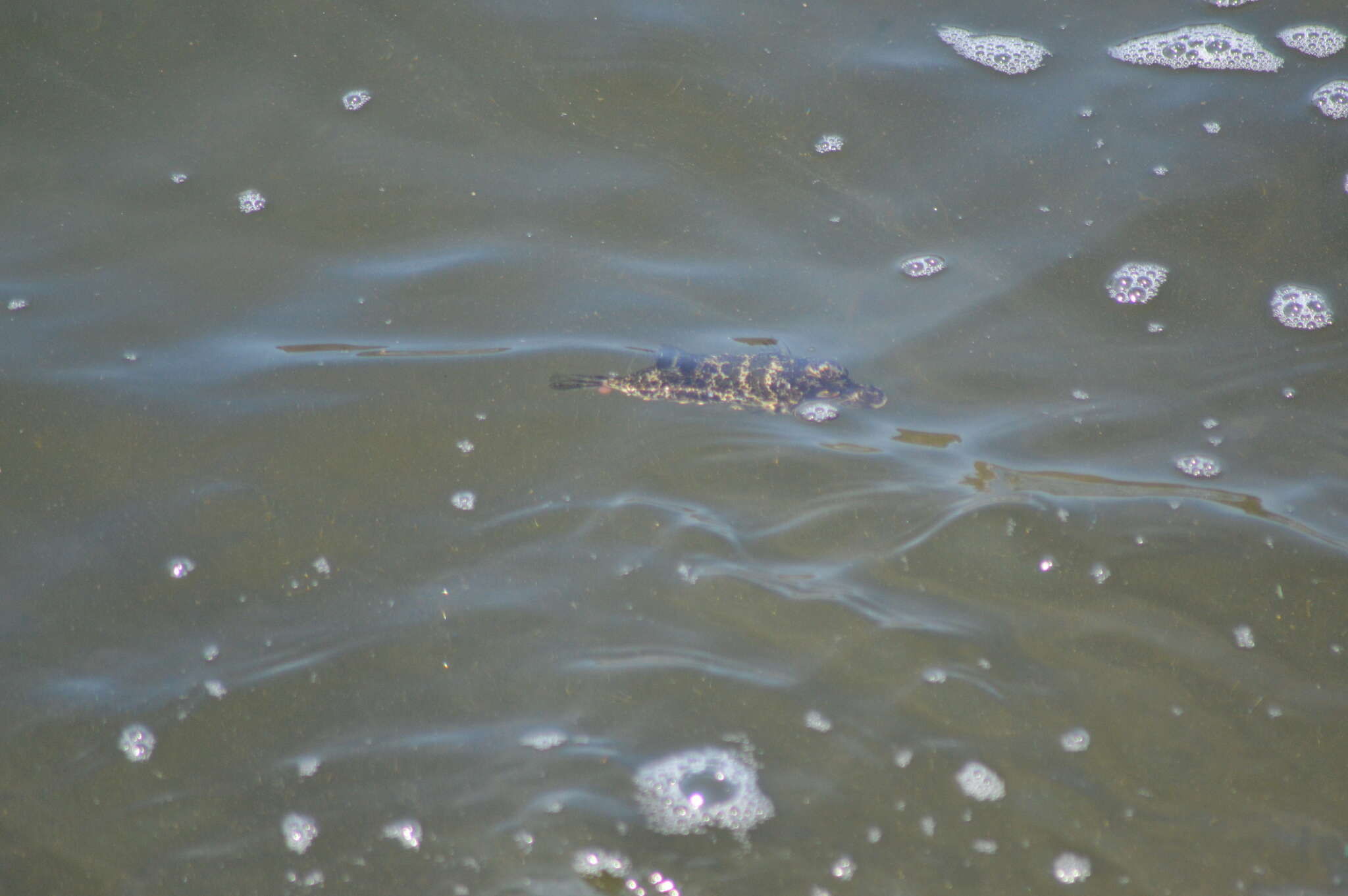 Image of Caribbean Puffer