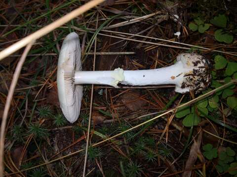 Image of False deathcap