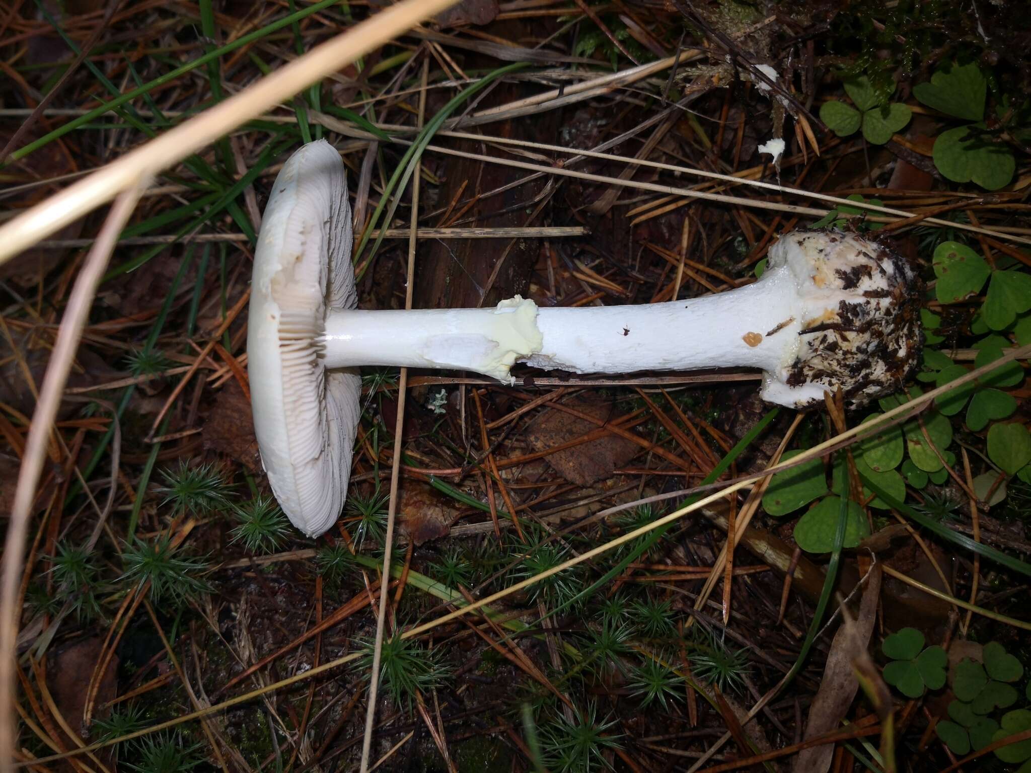 Image of False deathcap