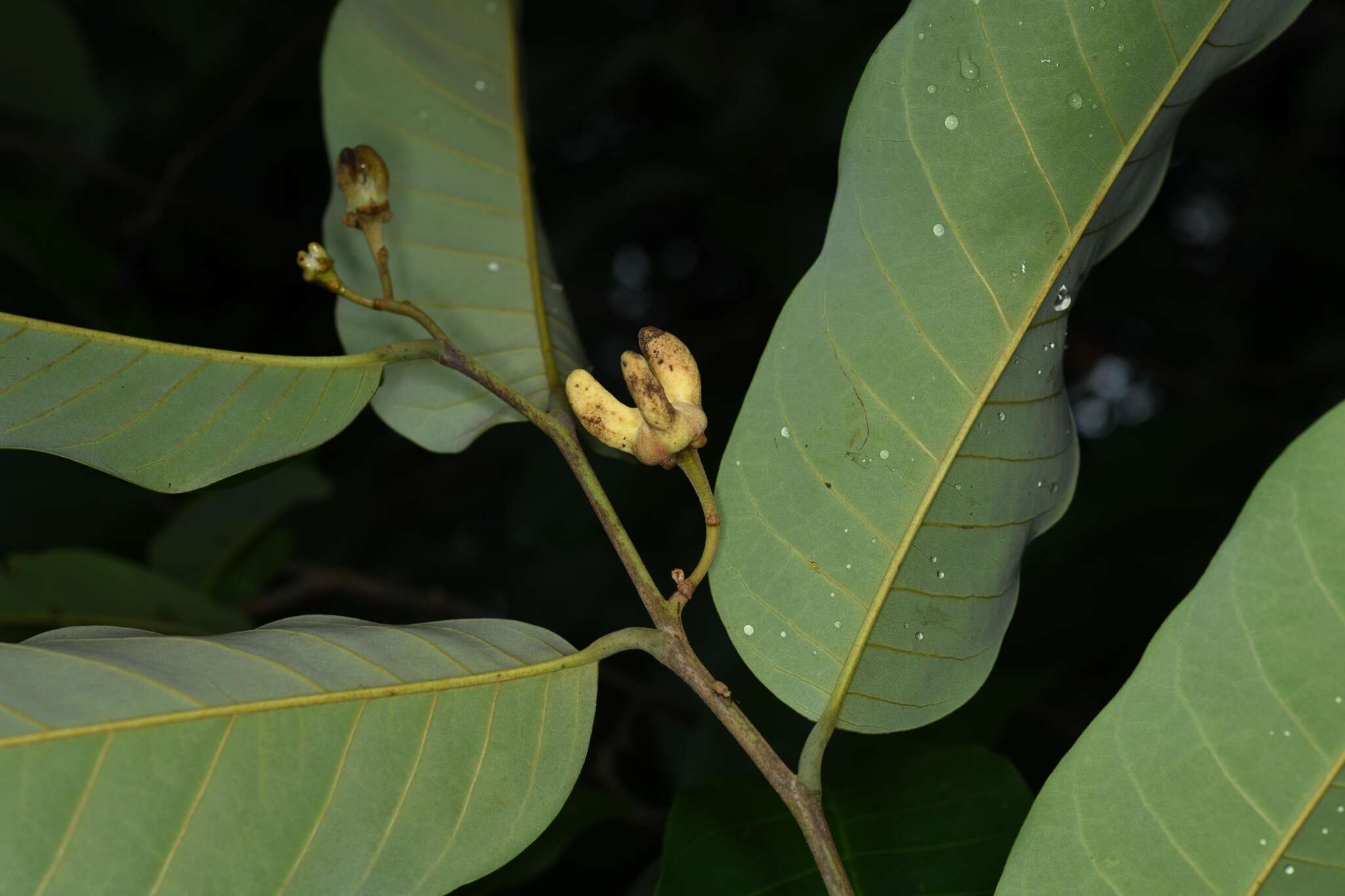 Image of Annona exsucca DC.