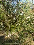 Image of Hakea ulicina R. Br.